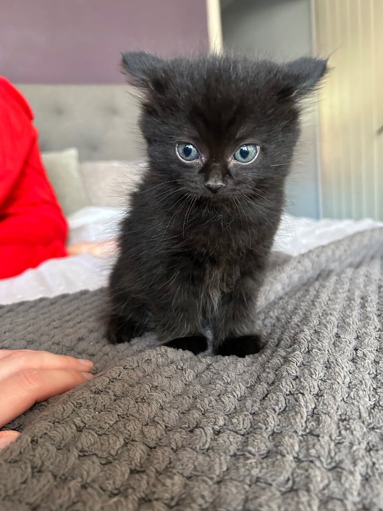 Only 2 black kittens left  READY TO LEAVE 