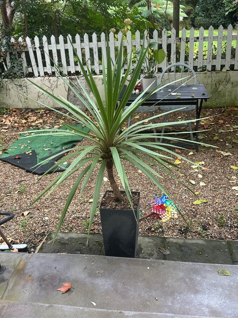 Beautiful Dragon Tree (Dracaena Marginata) – Easy to Care 🌿