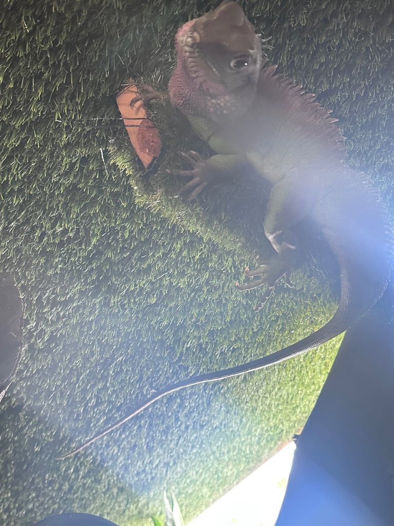 Chinese Water Dragon 