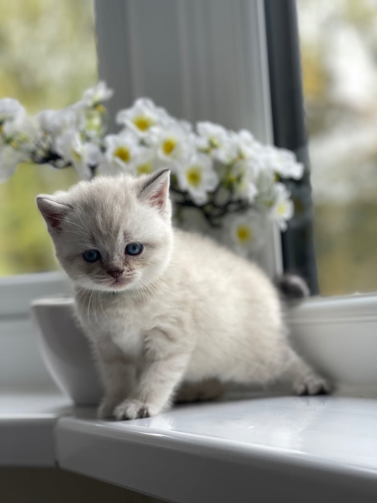 British shorthair colourpoint kittens white 