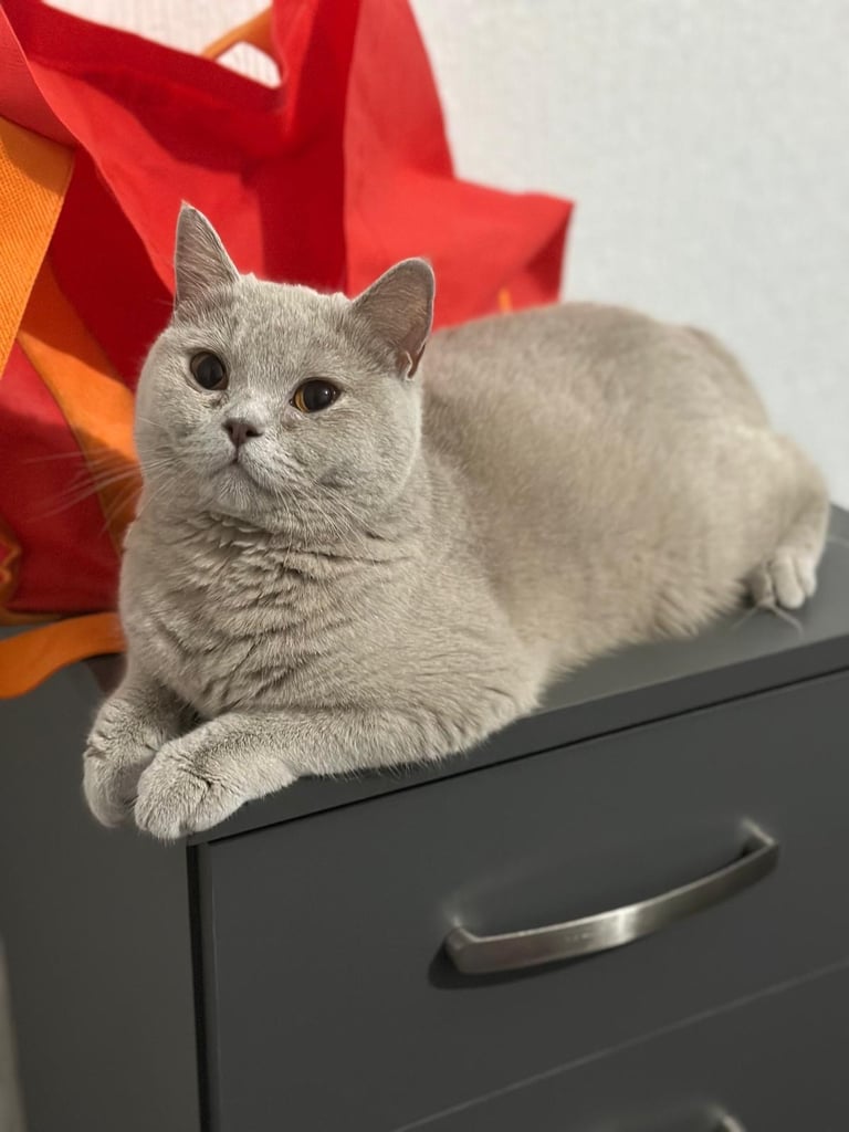 British shorthair Female Lilac cat 
