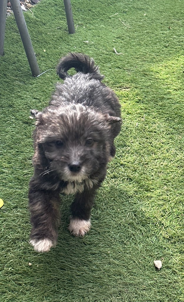 Norwich sales terrier gumtree