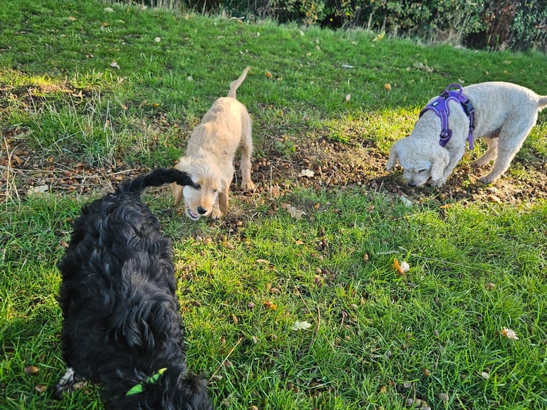 Cockerpoo 