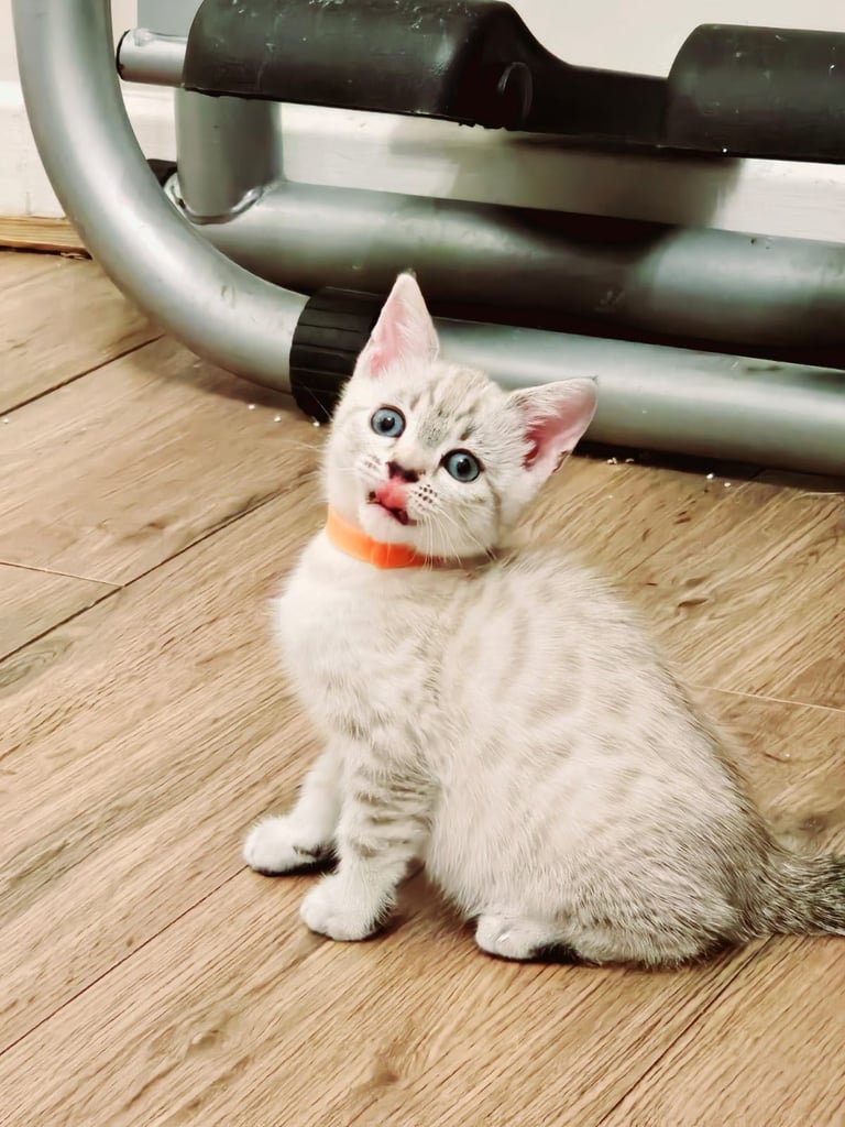 SNOW LEOPARD - SNOW BENGAL KITTENS -LAST ONE LEFT Ready now