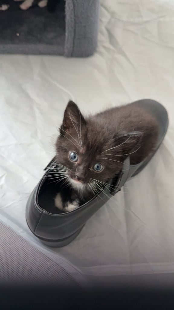 Kittens for sale £100