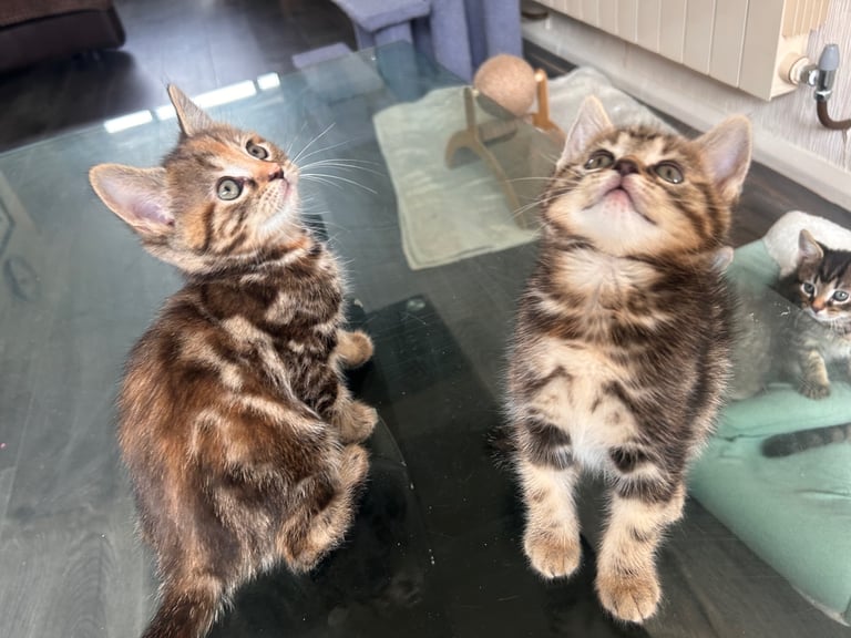 🐾 Adorable Kittens Looking for Their Forever Homes – 2 Girls & 3 Boys🐾