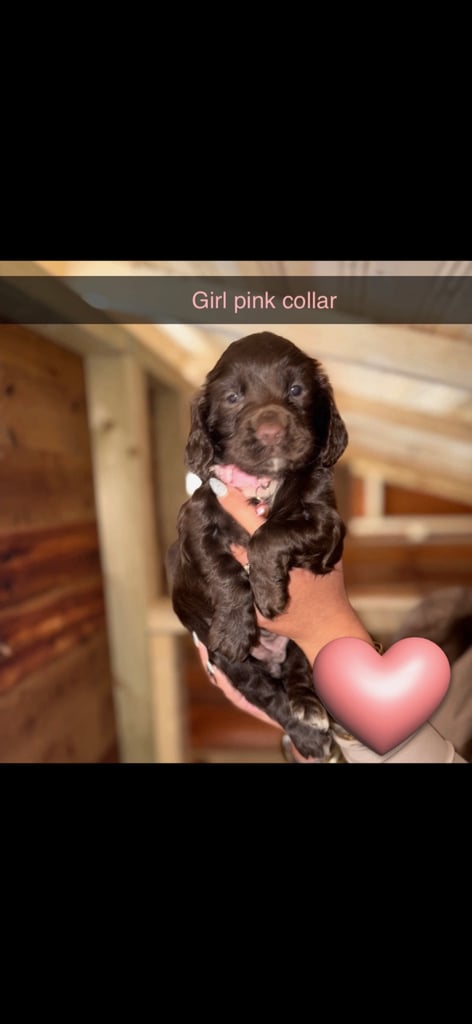 Cocker Spaniel Puppies