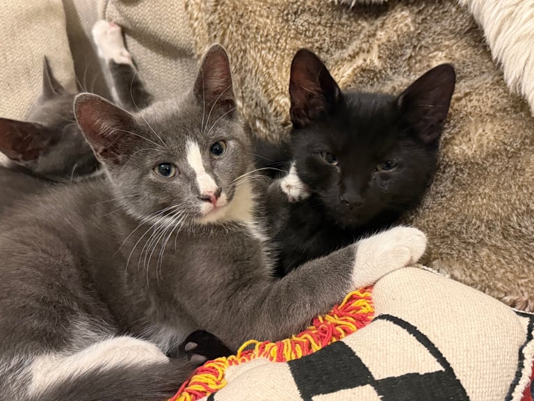 image for 2 sweet natured and playful kittens for sale