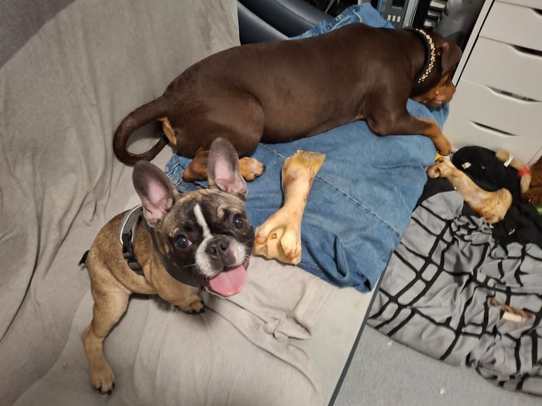 My french bulldog puppy has been stolen