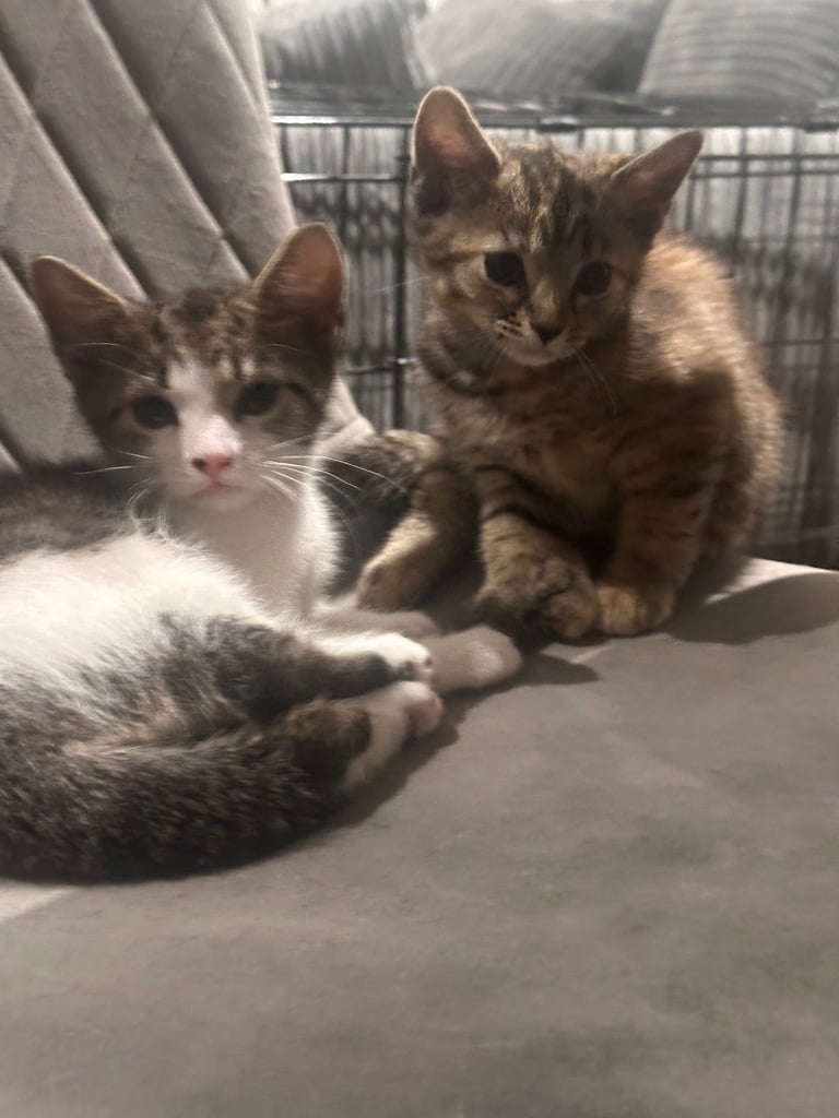 Beautiful kittens for sale!