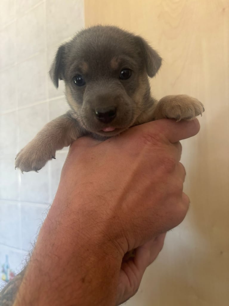 image for Last boy blue and tan jack Russel 
