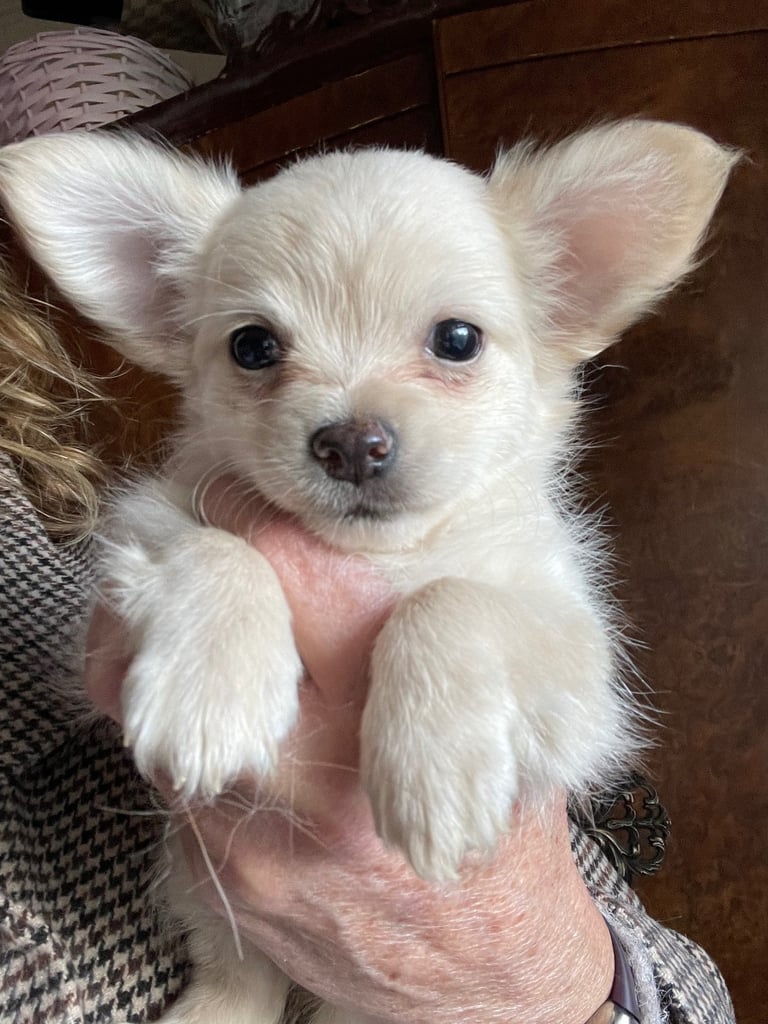 Maltese/ chihuahua puppies 