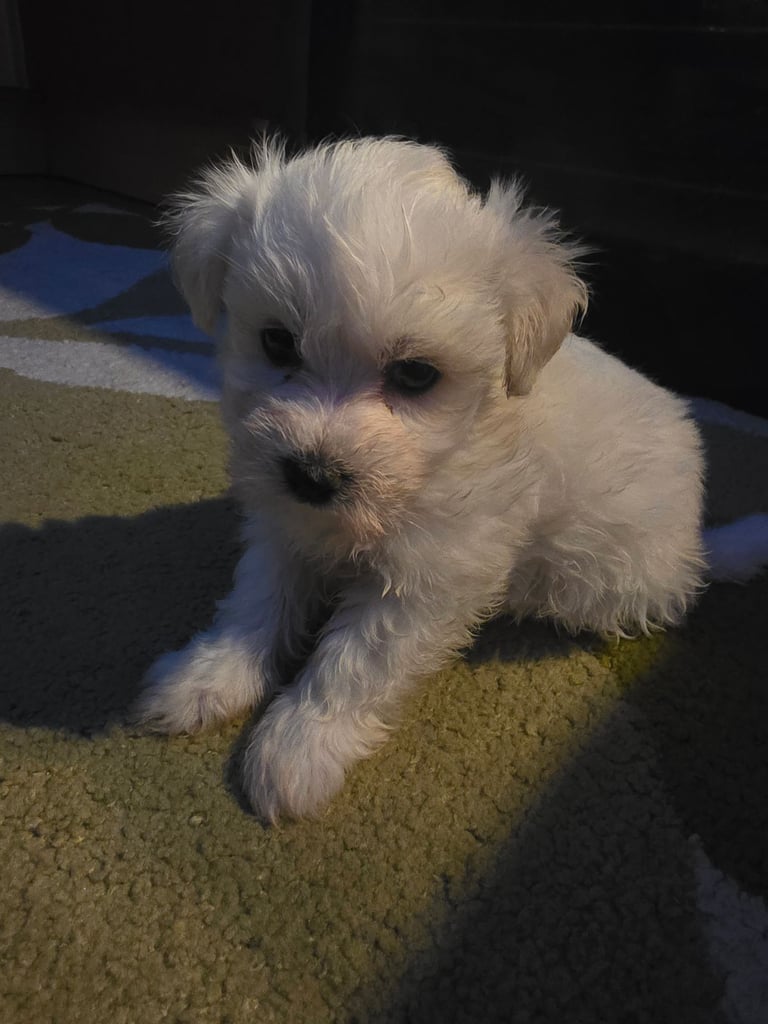 Puppy Maltese 8 weeks old ready to go now!