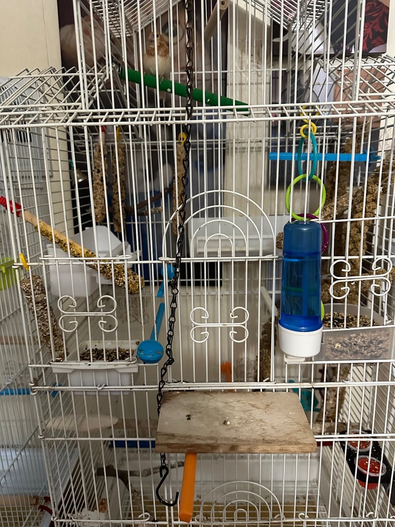 Male bengalize finch and cage