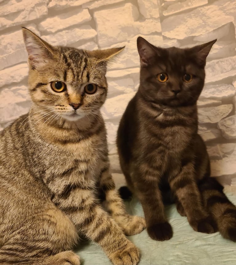 British Shorthair kittens 