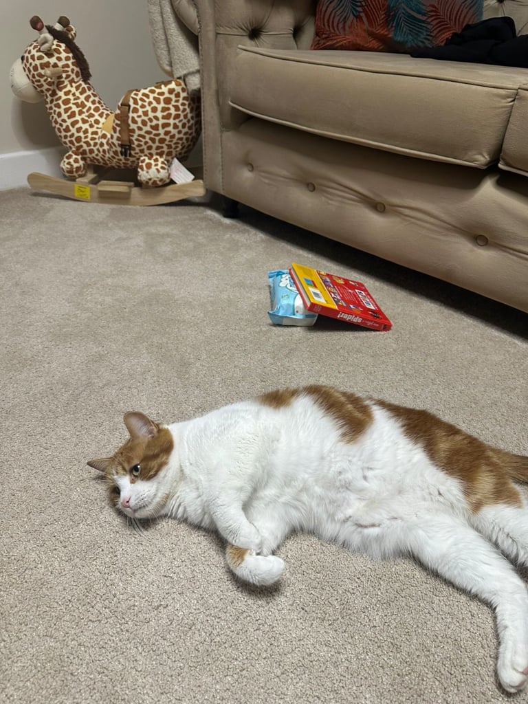 Tyson male cat