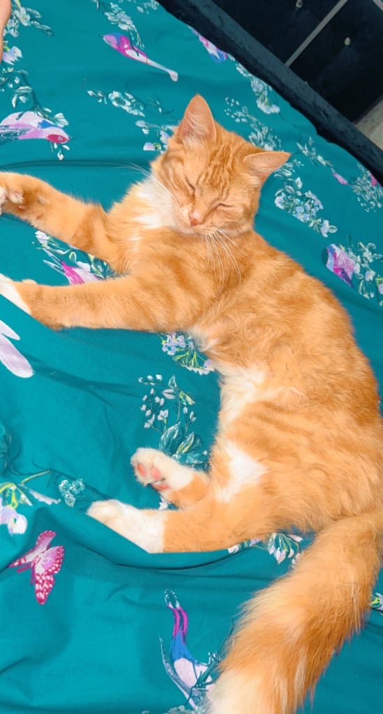 Cats looking for their forever homes