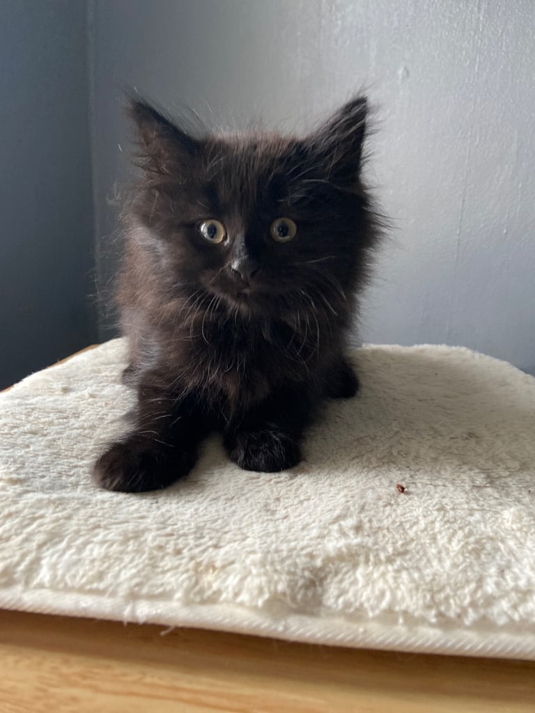Main coon mix 