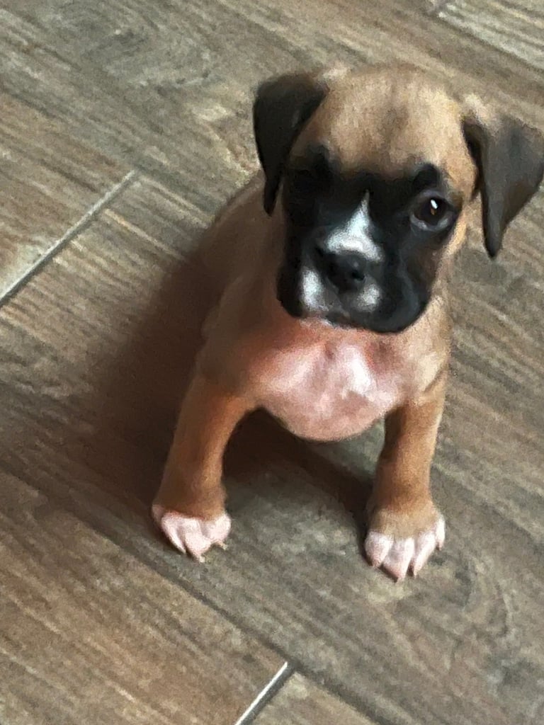 Boxers for sale. One bobtail one long tail 