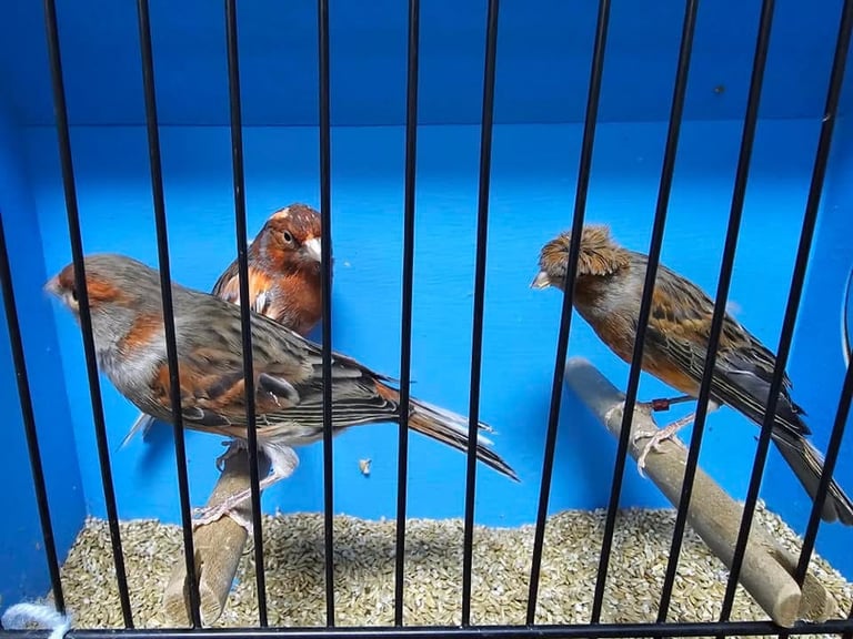 Colour canaries birds 