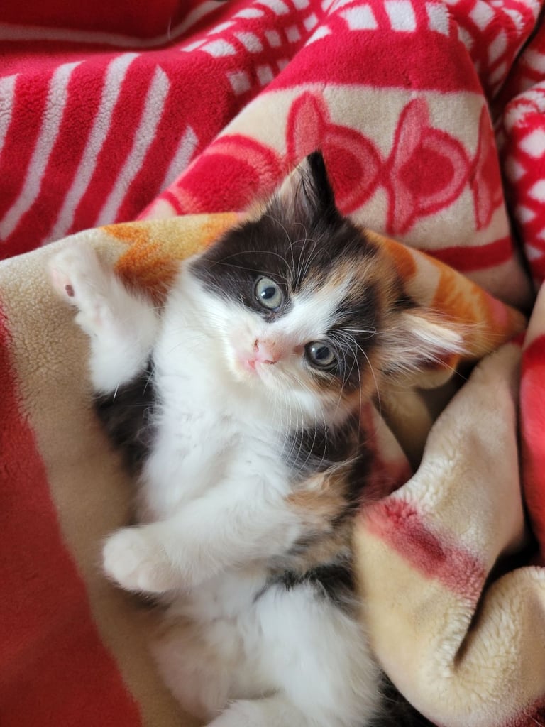 11 week old kitten /female 