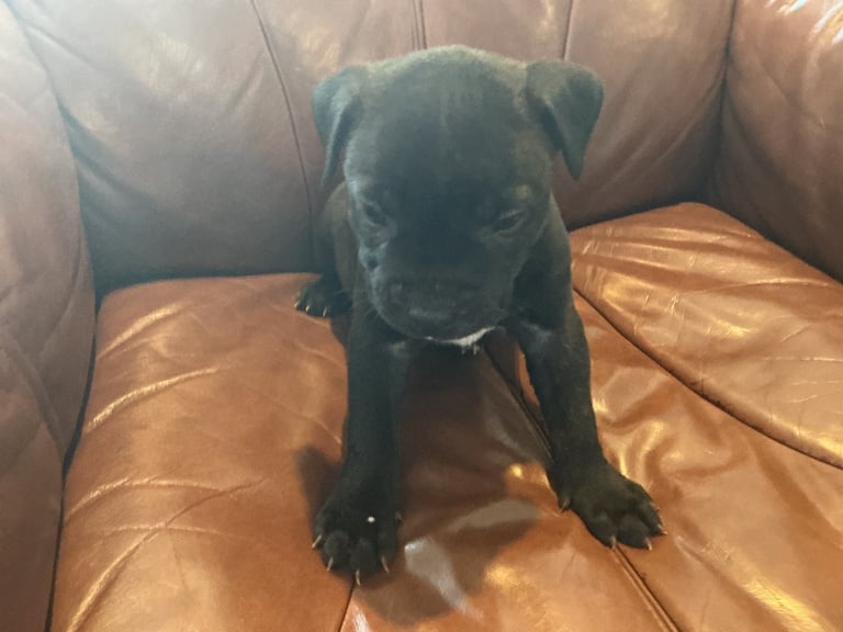 Staff x BullMastiff 4 Left 