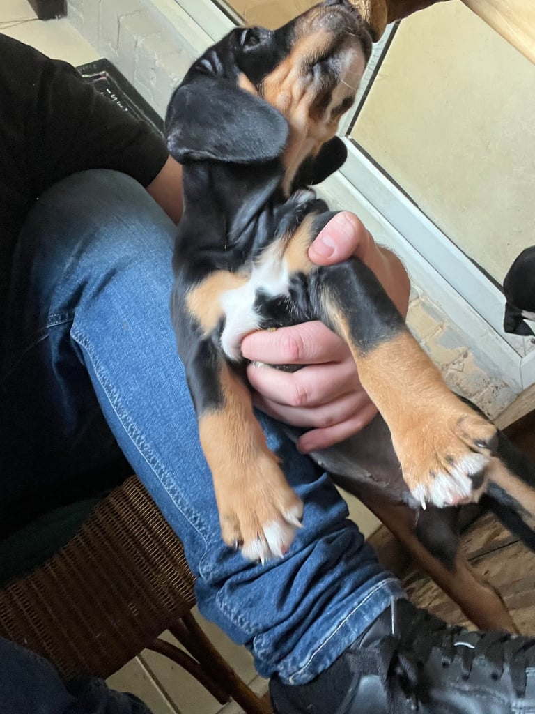Old Tyme English Bulldog x Sproodle Puppy - Boy