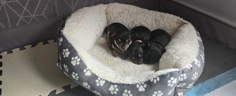 Chihuahua Puppies