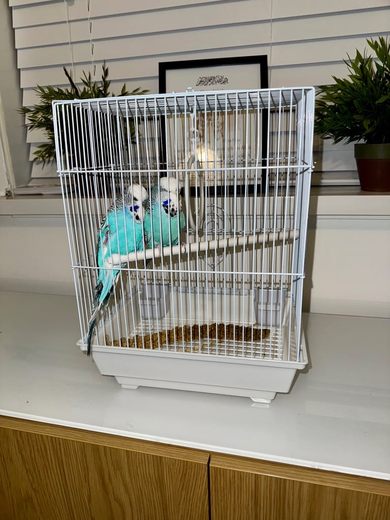 White Bird cage - Budgies Canaries Finches etc. Superb Condition