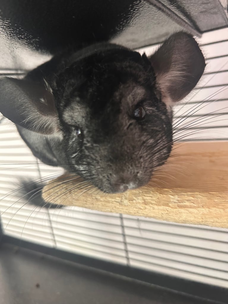 2 female chinchillas 