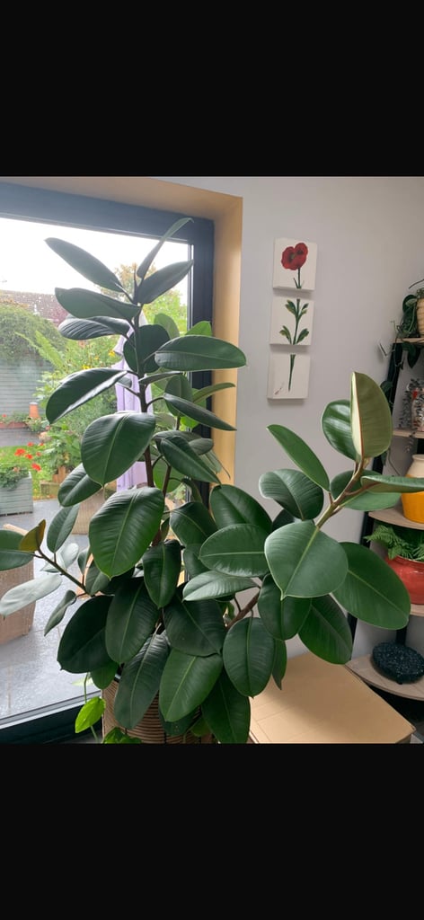 image for Rubber house plant