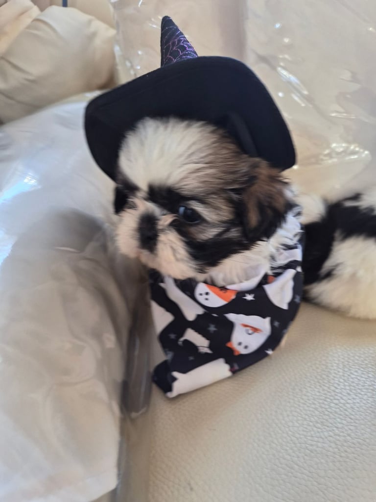 Shih tzu puppies ready in 1 week