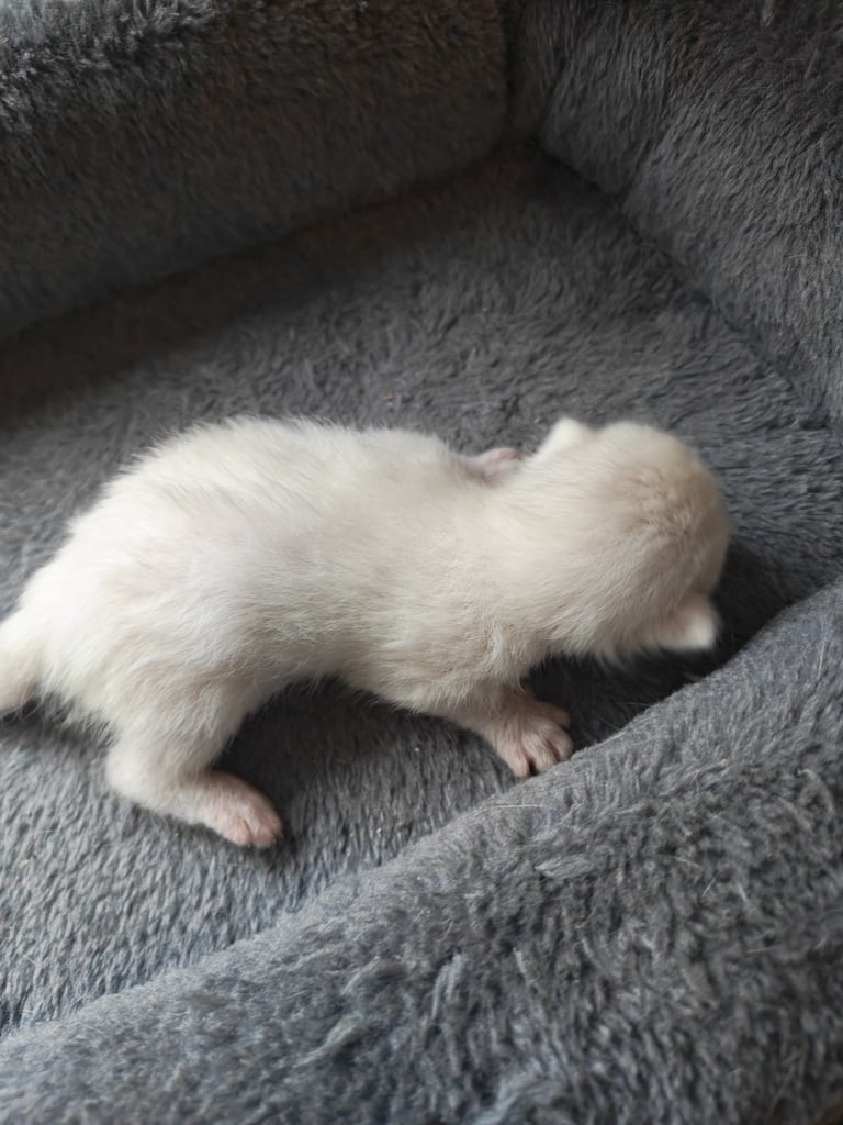 Black and white kittens for sale