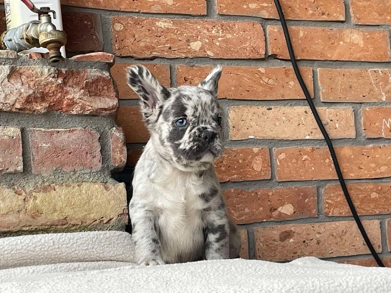 Fluffy French Bulldog Puppies