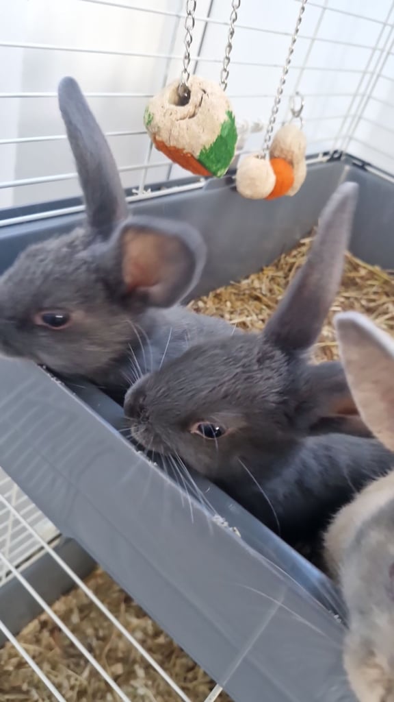 Baby rabbits 