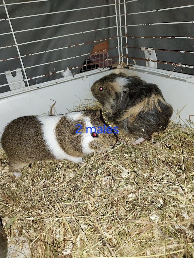 Guinea pig for sale