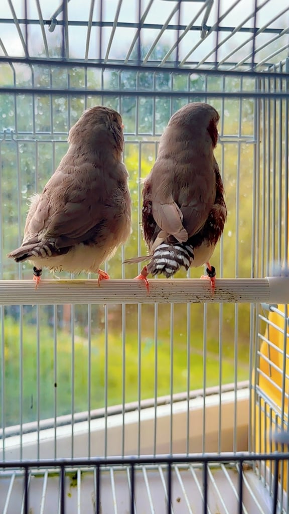 4 PAIRS OF BIG EXHIBITION SIZED CLOSE RUNG (ZFS) ZEBRA FINCHES