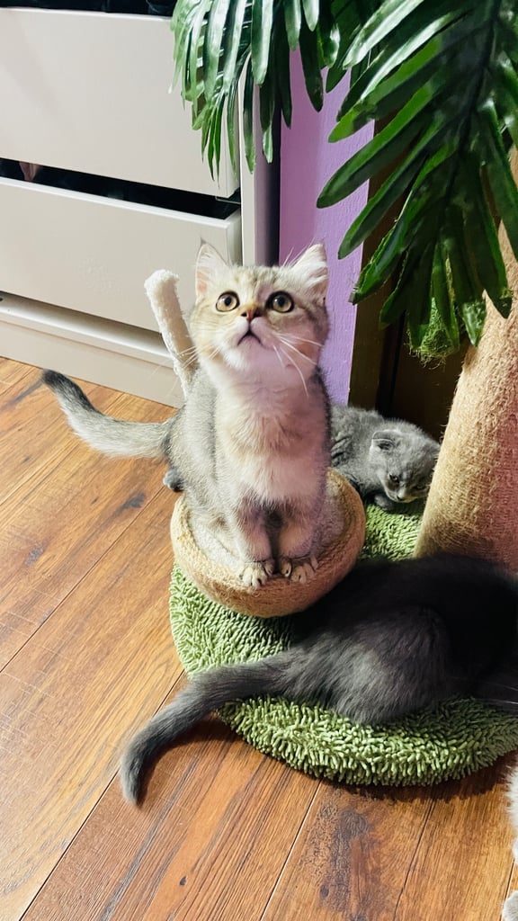 Beautiful BSH boy in rare colour 
