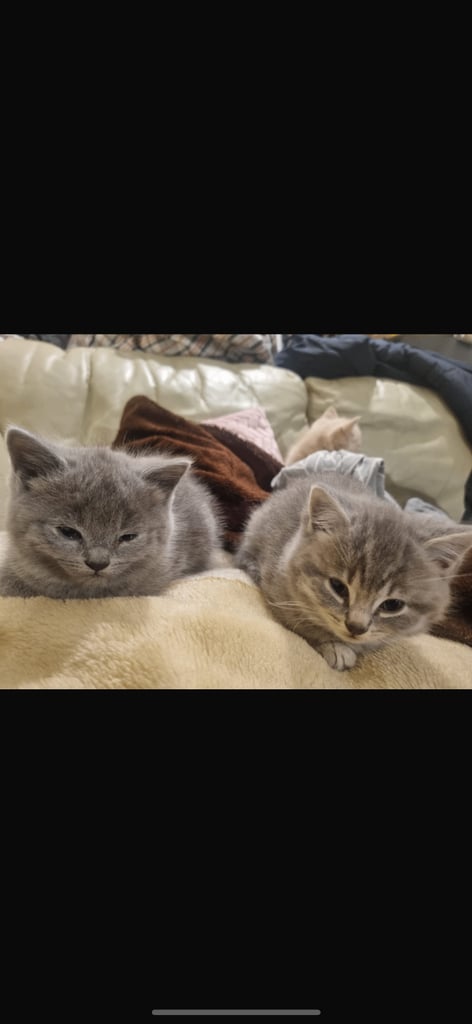 Kittens 