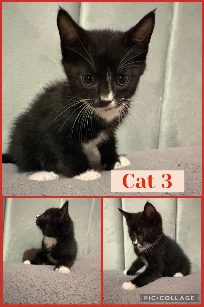 4 male kittens for sale 🐾🐈‍⬛