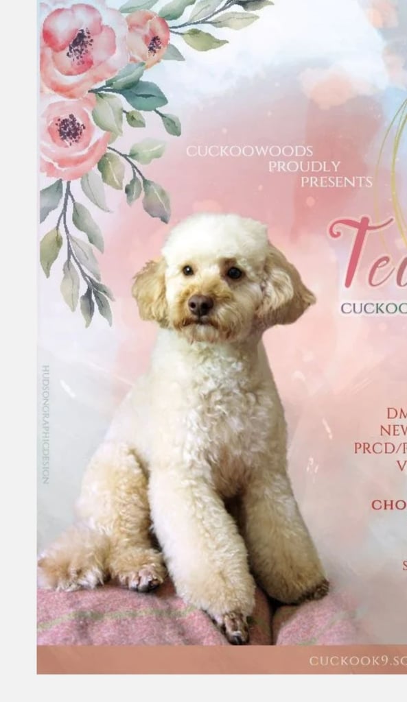 1 time miniature pomapoos 