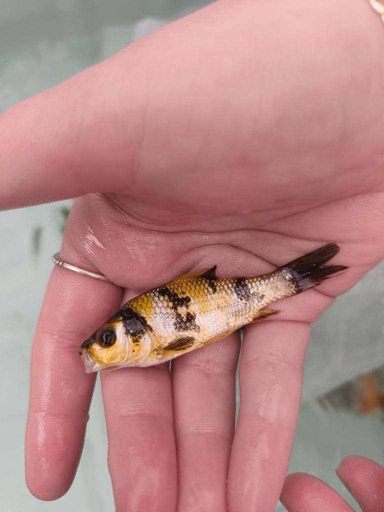 Koi carp 