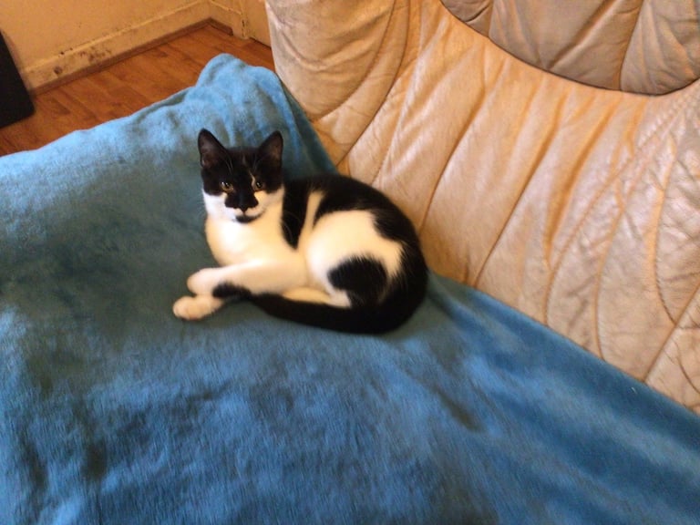 Maine coone cross kitten