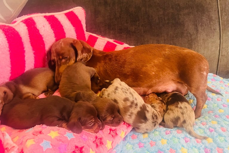 Mix Puppies Weimaraner Dachshund Mix For Sale Miniature Dachshunds