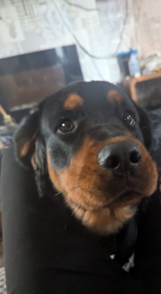 Spaniel x Rottweiler