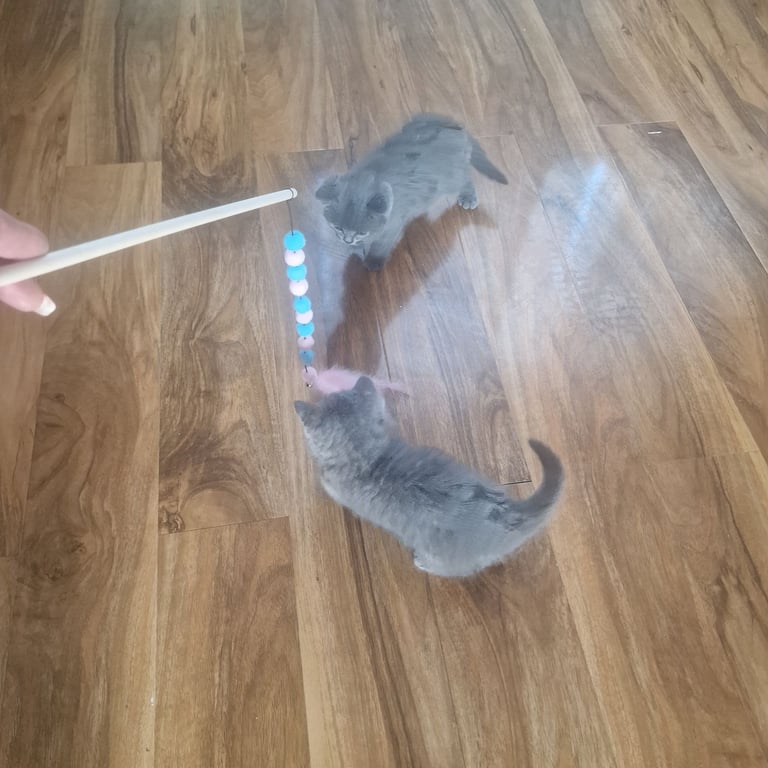  British Shorthair kittens ready to go