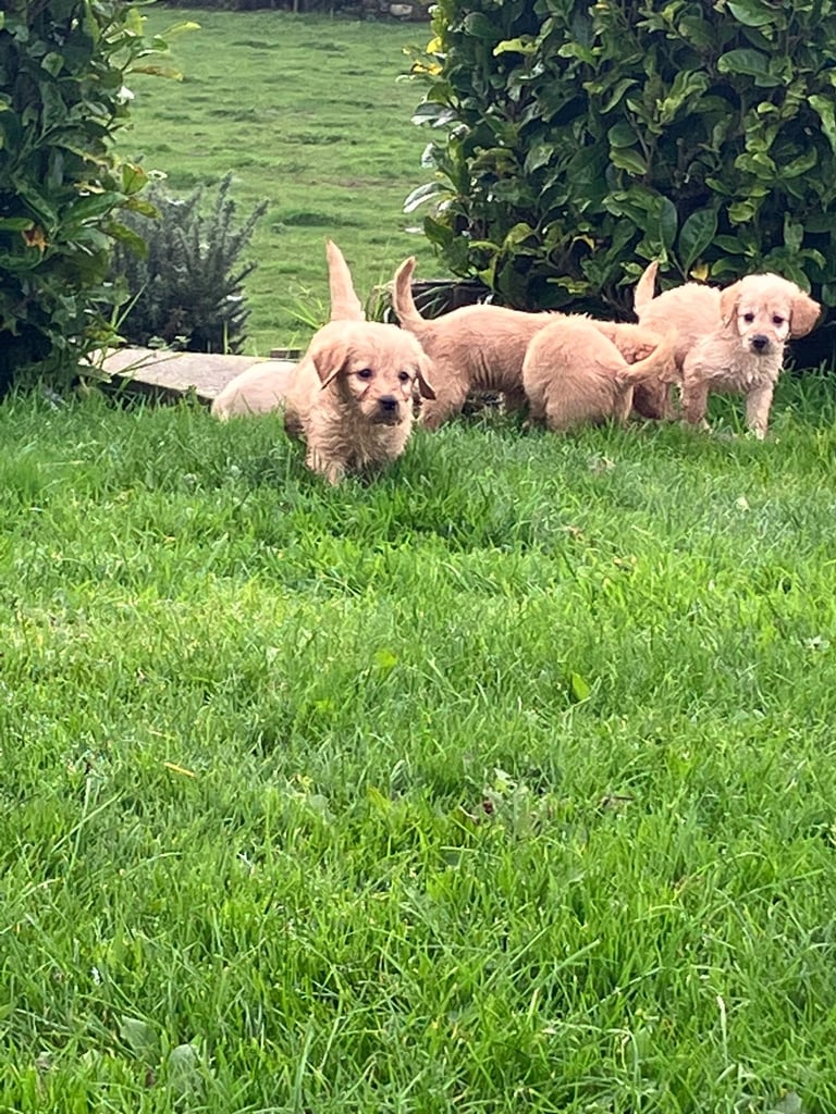Miniature labradoodle pups