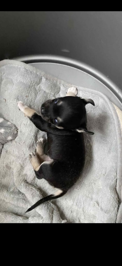 image for Chihuahua female pup 