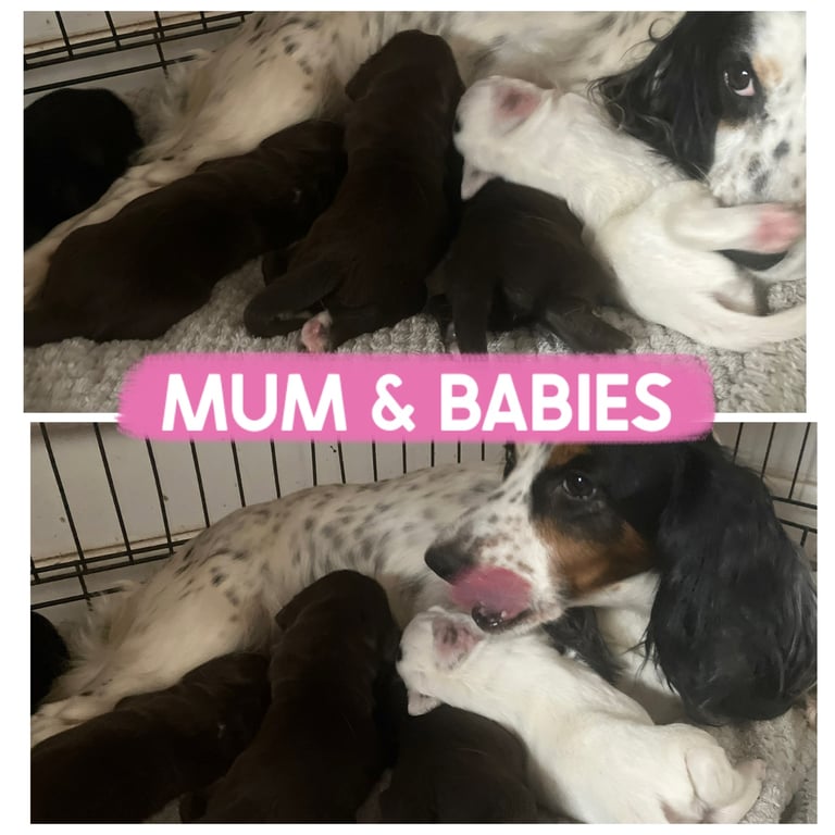 Last Female Cocker Pup 