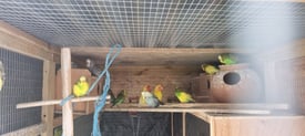 Aviary Budgies For Sale